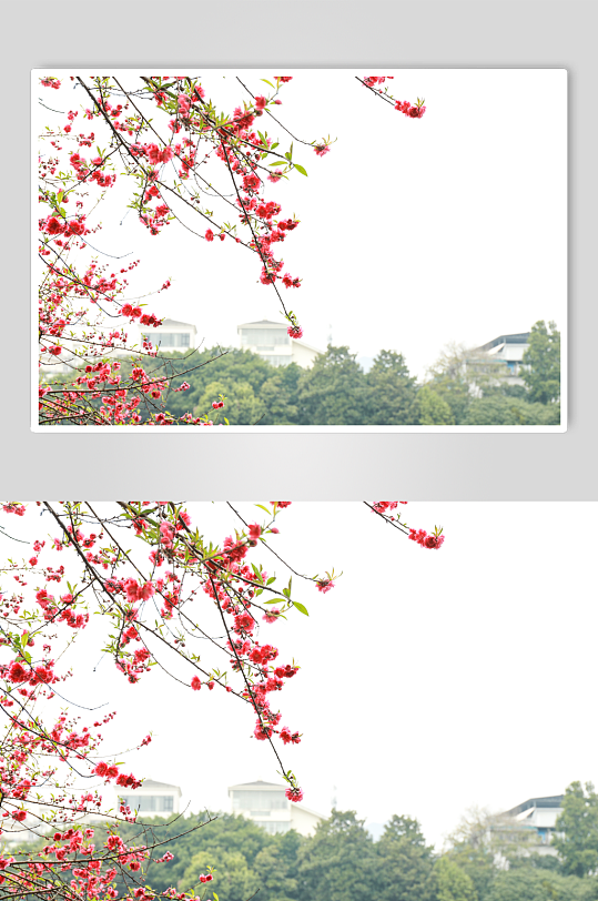 红色花卉校园建筑风景摄影图