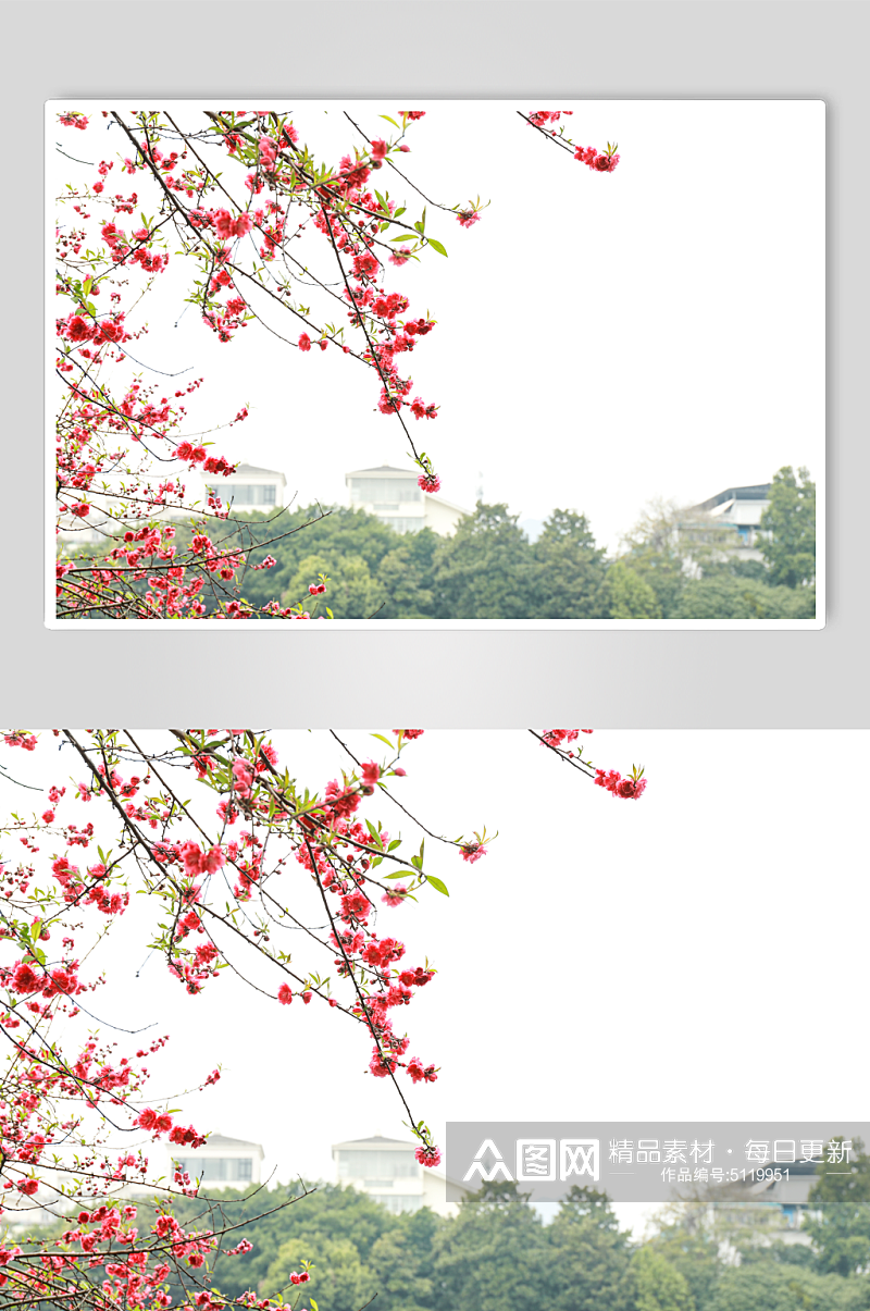 红色花卉校园建筑风景摄影图素材