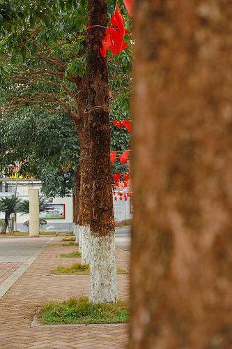 校园绿化校园建筑风景摄影图