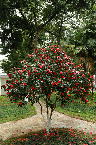 红色山茶花校园建筑风景摄影图