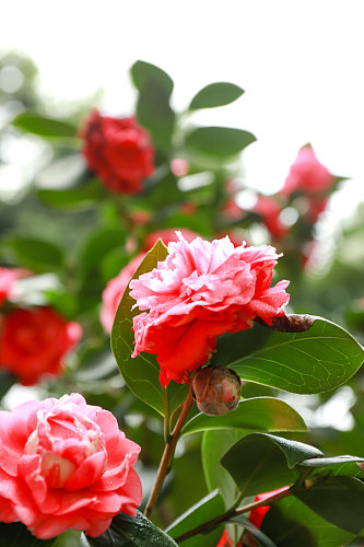 红色山茶花校园建筑风景摄影图