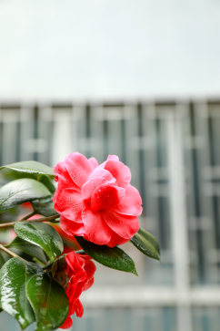 红色山茶花校园建筑风景摄影图