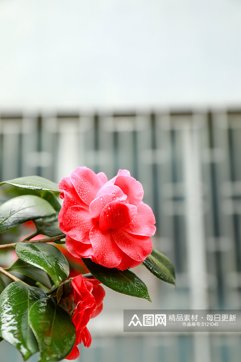 红色山茶花校园建筑风景摄影图素材