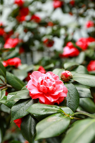 红色山茶花校园建筑风景摄影图