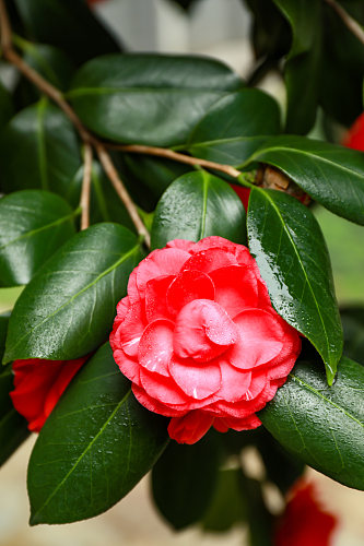 红色山茶花校园建筑风景摄影图