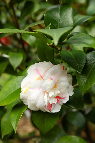 白色山茶花校园建筑风景摄影图