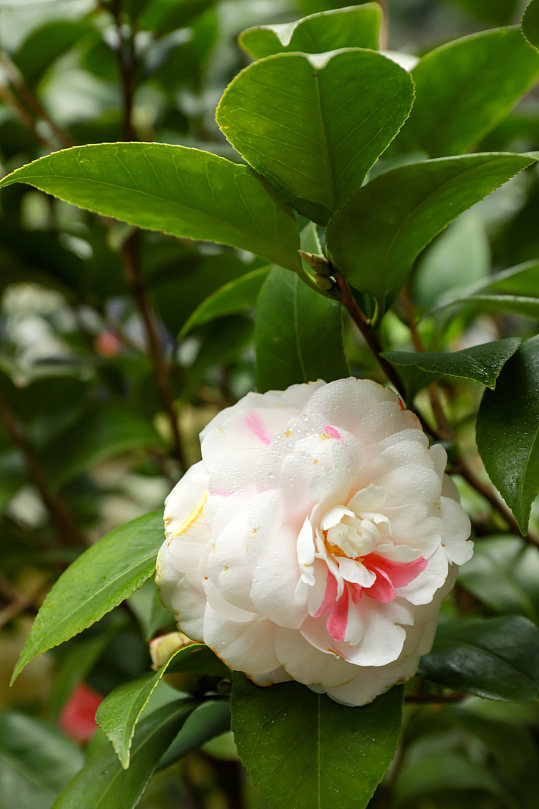 白色山茶花校园建筑风景摄影图