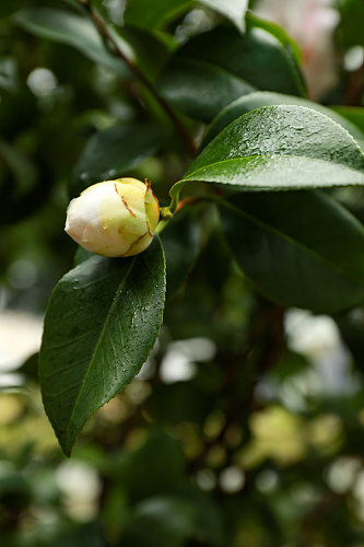 白色山茶花校园建筑风景摄影图