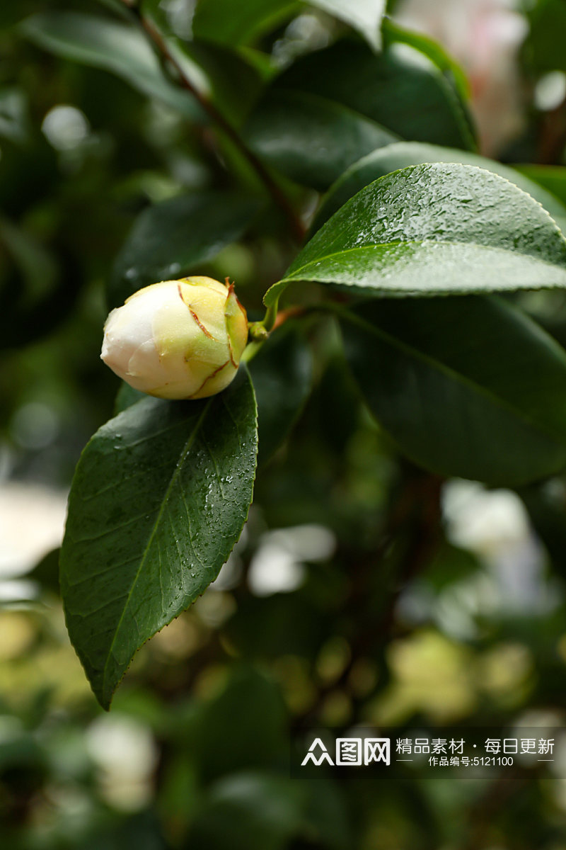 白色山茶花校园建筑风景摄影图素材