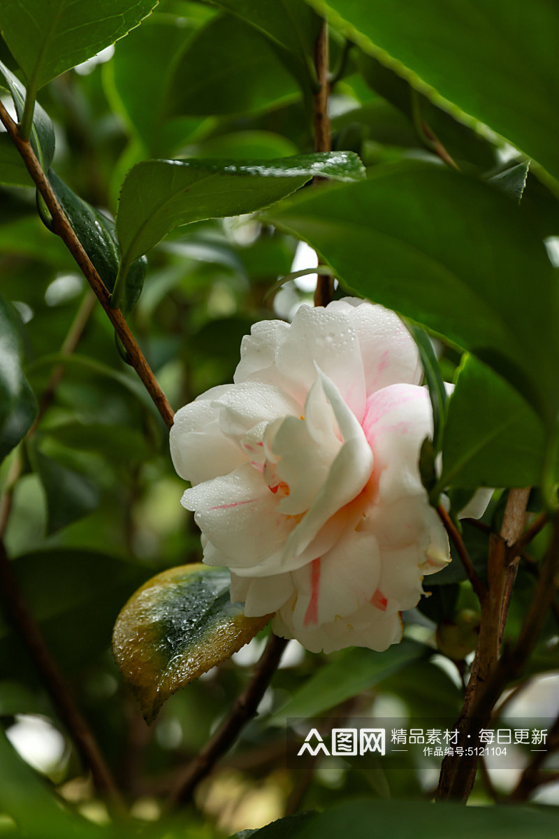 白色山茶花校园建筑风景摄影图素材