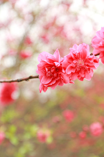 红色山茶花校园建筑风景摄影图