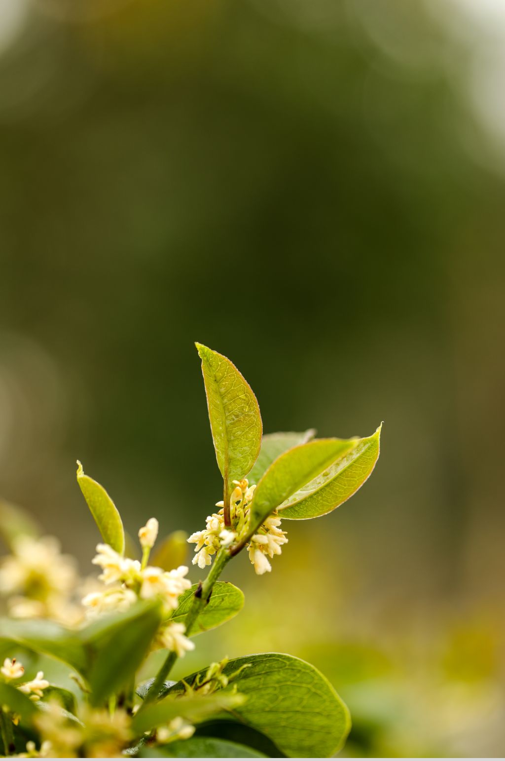 近距离花卉桂花校园场景摄影图片素材