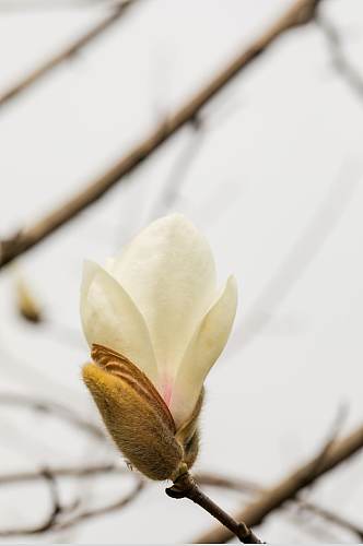 近距离花卉玉兰花校园场景摄影图片