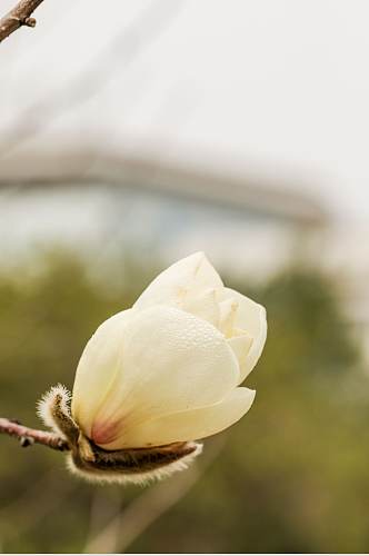 近距离花卉玉兰花校园场景摄影图片