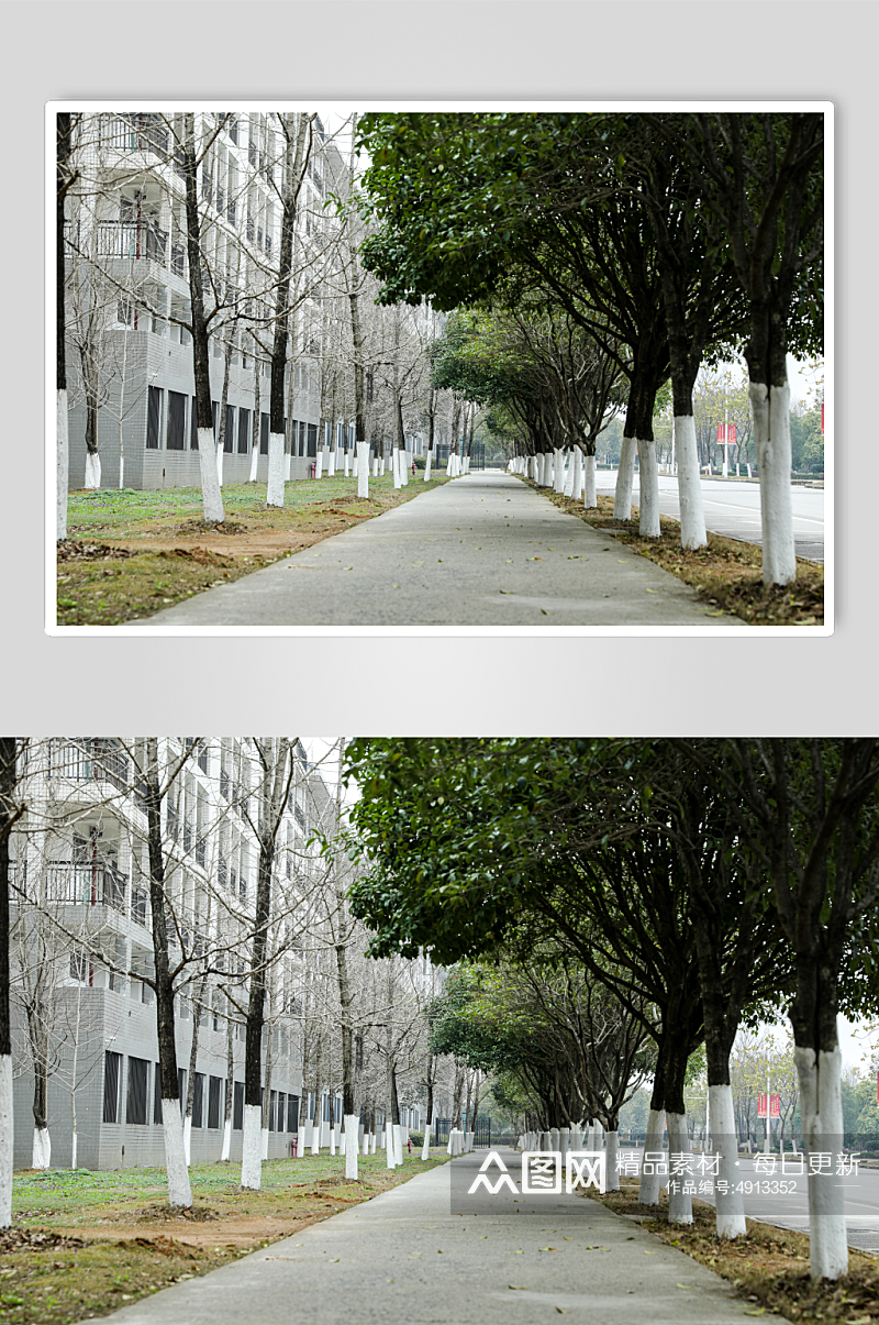 青春校园场景绿树过道马路摄影图片素材