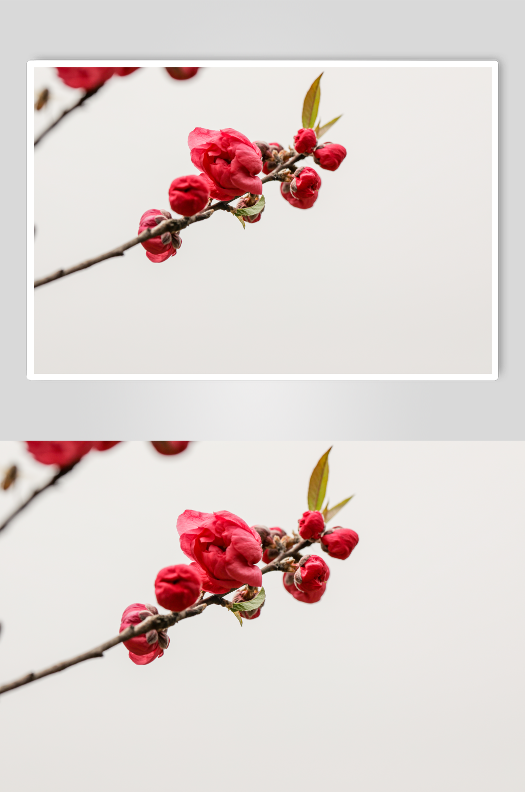 近距离红花碧桃绿植校园场景摄影图片素材
