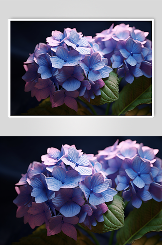 AI数字艺术高清紫色绣球花摄影图片