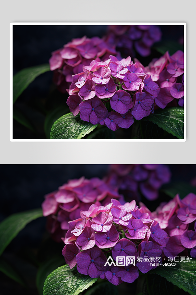 AI数字艺术唯美紫色绣球花摄影图片素材