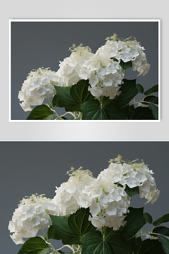 AI数字艺术唯美白色绣球花摄影图片