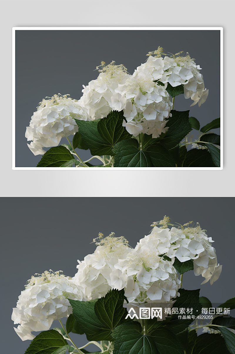 AI数字艺术唯美白色绣球花摄影图片素材