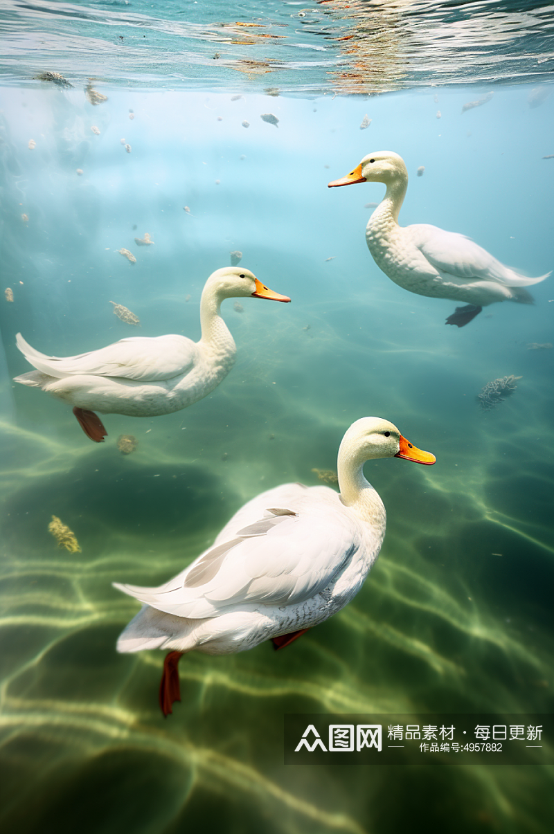 AI数字艺术清新鸭家禽动物摄影图片素材