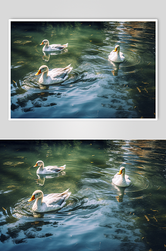 AI数字艺术可爱鸭家禽动物摄影图片