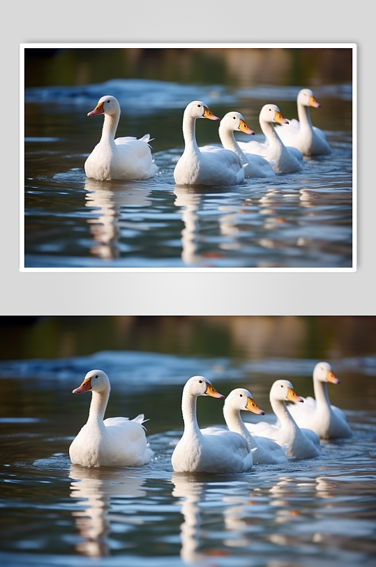 AI数字艺术可爱农场鸭子家禽动物摄影图片