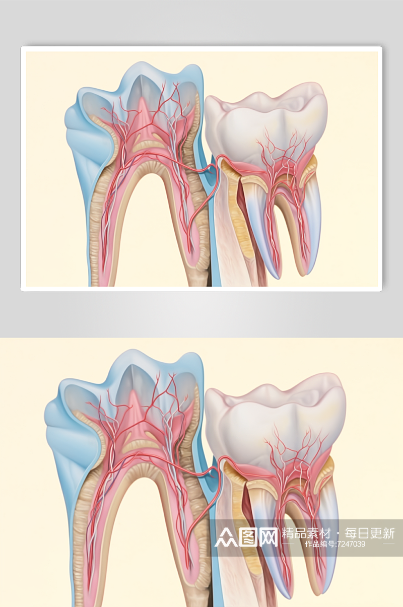 AI数字艺术卡通牙科牙齿内部结构插画素材