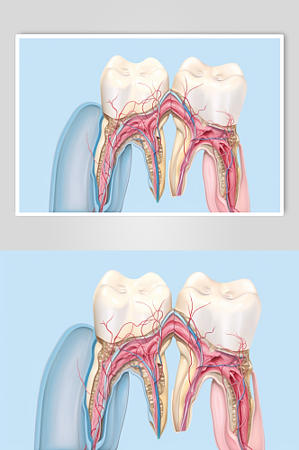 AI数字艺术卡通牙科牙齿内部结构插画