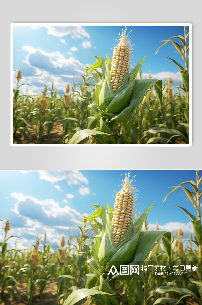 AI数字艺术玉米农产品农场丰收摄影图素材