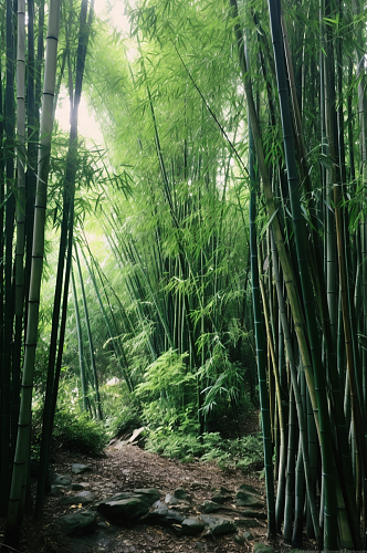 AI数字艺术竹子竹林植物自然风景摄影图片