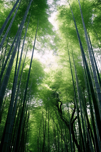 AI数字艺术竹子竹林植物自然风景摄影图片