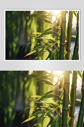 AI数字艺术竹子竹林植物自然风景摄影图片