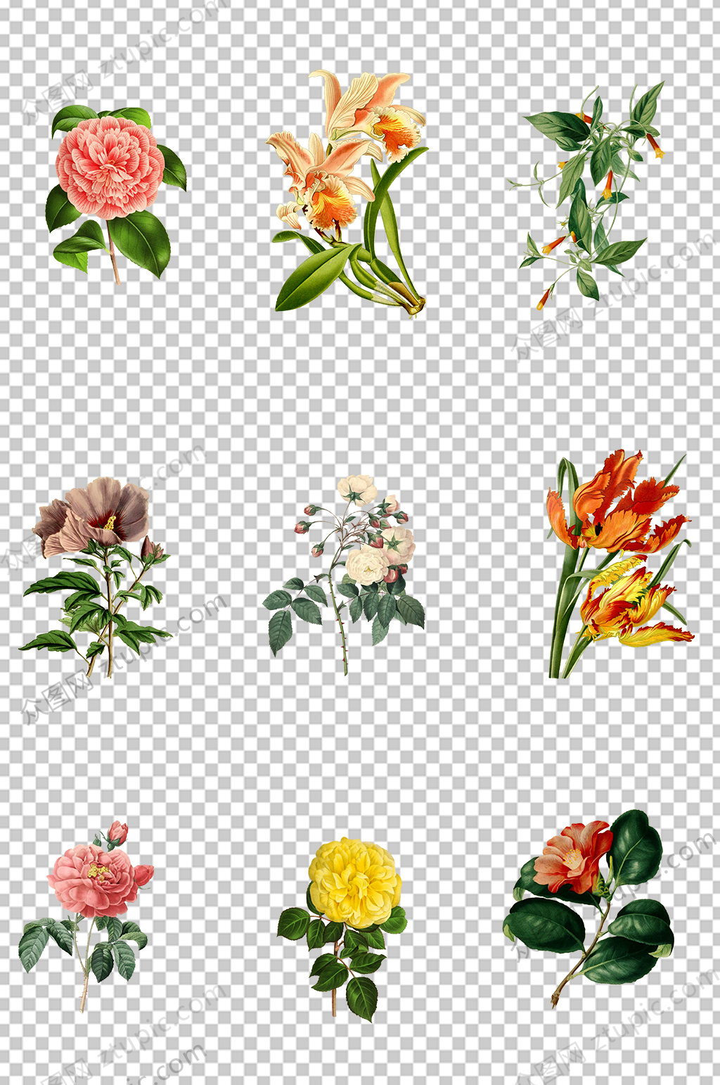 花朵PNG免扣元素素材