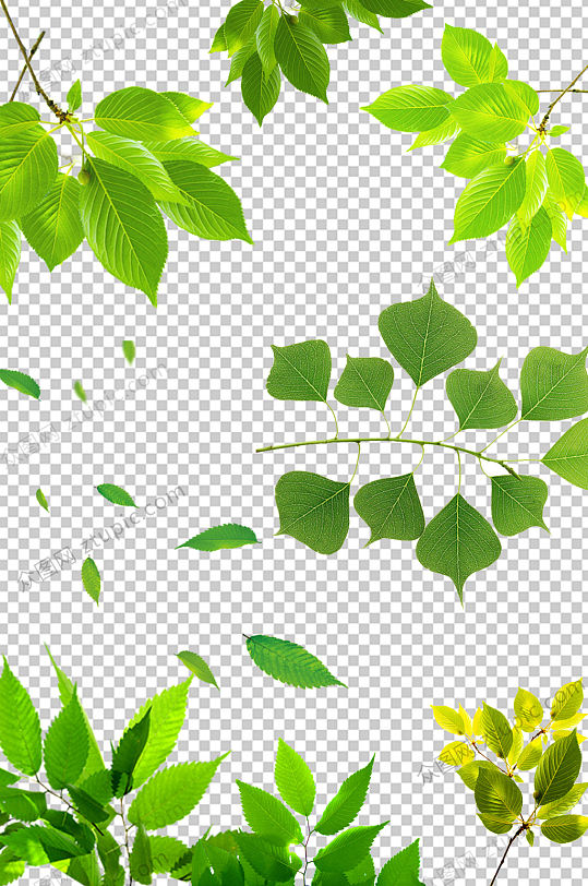 绿色清新叶子免抠元素