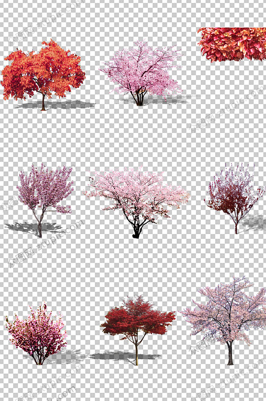 写实樱花树免抠素材