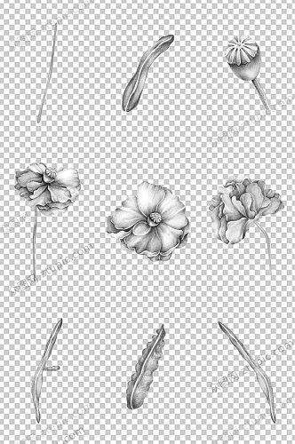 花卉叶子铅笔手绘素材