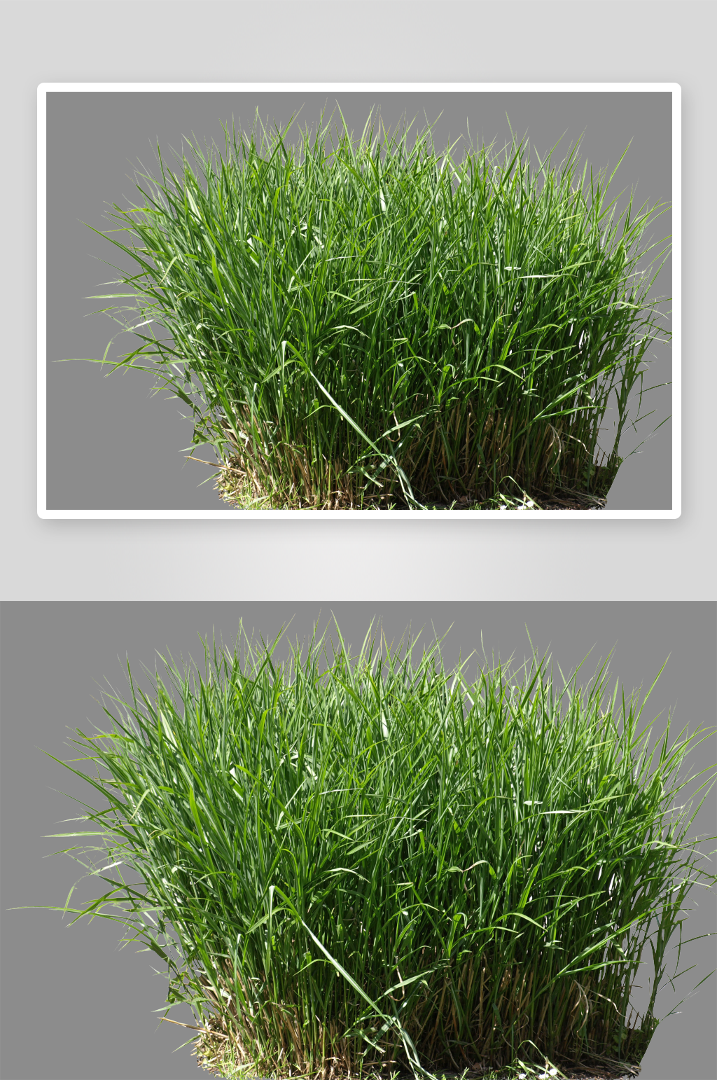 透明树木草坪植物免扣PNG素材素材