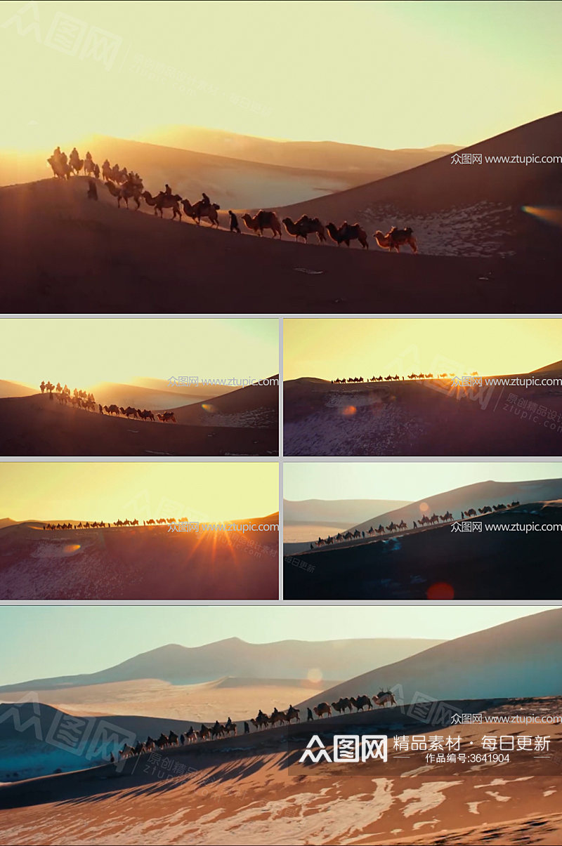实拍沙漠骆驼视频素材