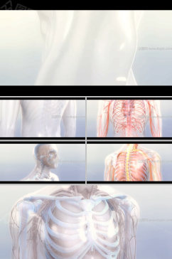 人体内部血管透视图医疗视频