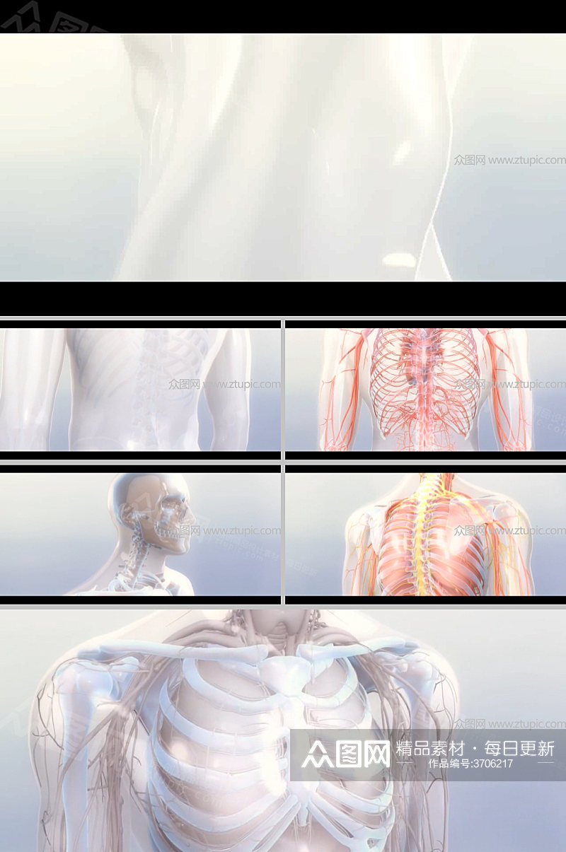 人体内部血管透视图医疗视频素材