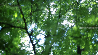 清新森林实拍视频 风景视频-众图网