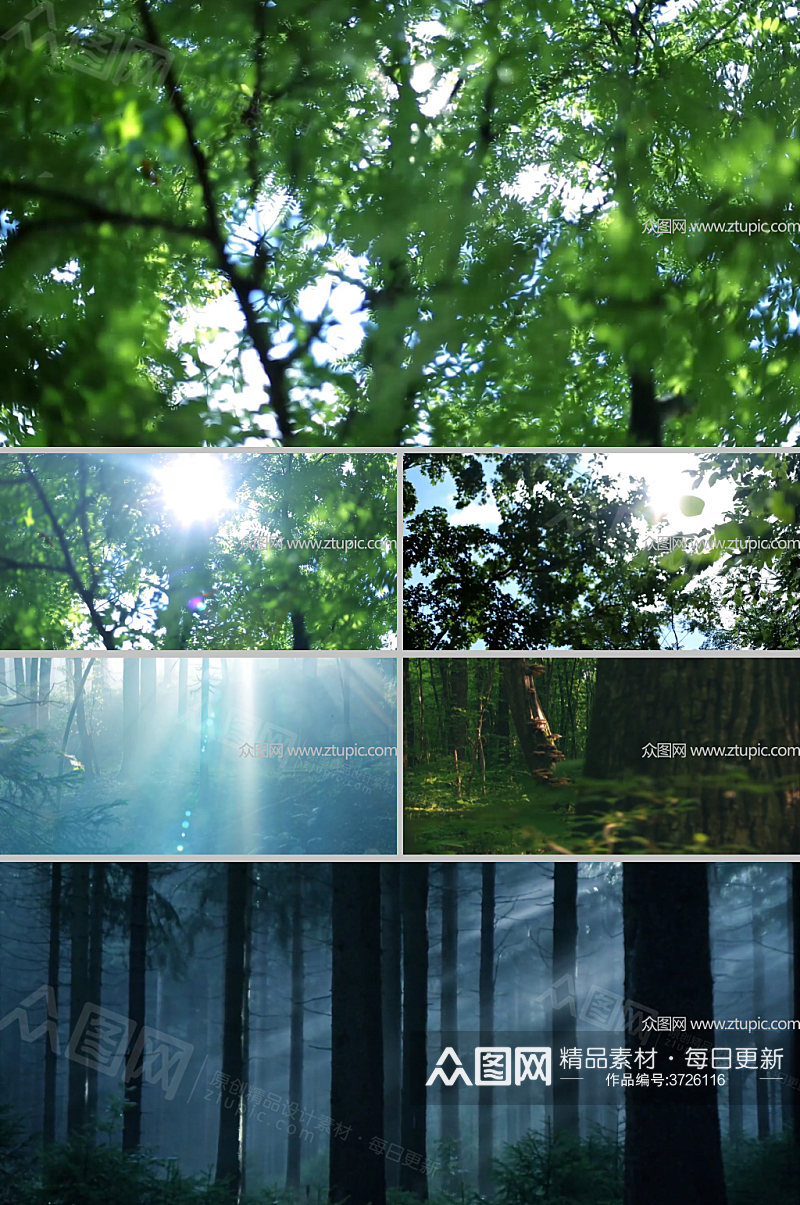 清新森林实拍视频 风景视频素材