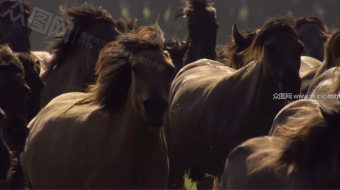 实拍奔跑的骏马视频-众图网