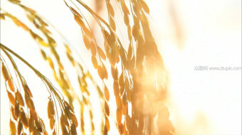 实拍农田金色稻穗-众图网