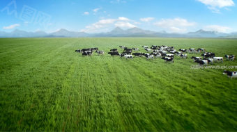奶牛草原牧场高清实拍-众图网