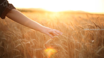 实拍美女麦田轻抚麦浪-众图网