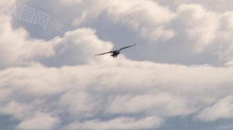 雄鹰翱翔长空高清实拍-众图网