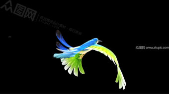 飞鸟透明通道视频-众图网