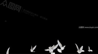 白色鸽子群飞舞视频透明通道-众图网